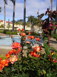 Rose Garden & Fountain